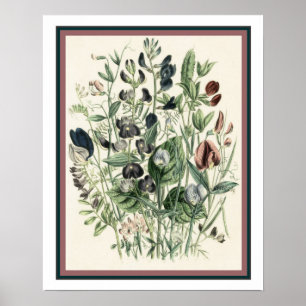 Antiker botanischer Druck 16x20 Poster