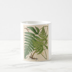 Antiker botanischer Druck - Farne Kaffeetasse