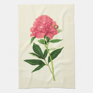 Antiker botanischer Druck, korallenrosa Pfingstros Handtuch