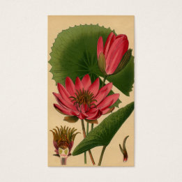 Antiker Botanischer Druck Rosa Wasserlilie Lotus