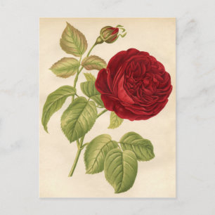 Antiker botanischer Druck - Rote Rose Postkarte