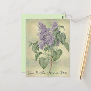 Antiker Botanischer Lila Flieder Syringa Vulgaris Postkarte