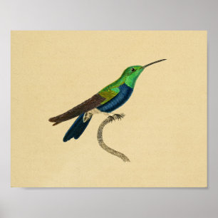 Antiker Druck 1830 Kolibri Blau Grün Poster