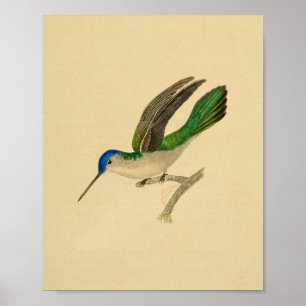 Antiker Druck 1830 Kolibri Blau Grün Poster