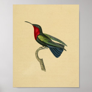 Antiker Druck 1830 Kolibri Rot Blau Poster
