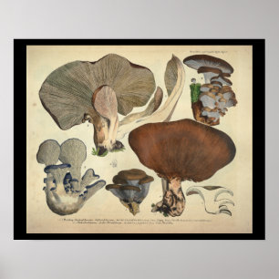 Antiker Druck Blaue Braunfarbene Pilzart 1831 Poster