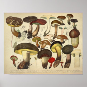 Antiker Druck von 1831 Gelbbraune Pilzart Poster