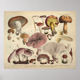 Antiker Druck von 1831 Gelbbraune Pilzart Poster