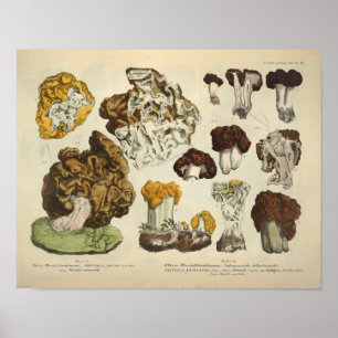 Antiker Druck von 1831 Gelbbraune Pilzart Poster