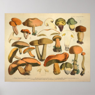 Antiker Druck von 1831, grün-braune Pilzsorten Poster