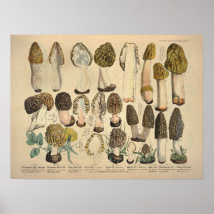 Antiker Druck von 1831, grün-braune Pilzsorten Poster