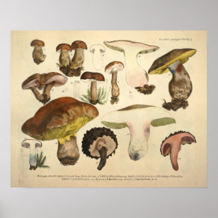 Antiker Druck von 1831, grün-braune Pilzsorten Poster
