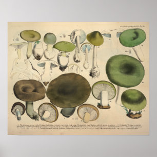 Antiker Druck von 1831, grün-braune Pilzsorten Poster