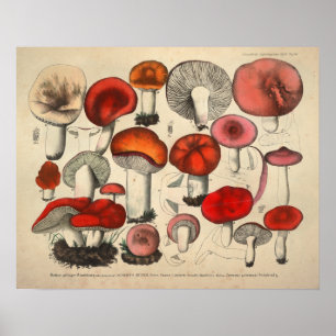 Antiker Druck von 1831: Rote Orange Pilzart Poster