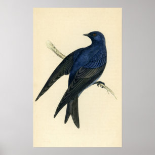 Antiker Druck von einem lila Martin Poster