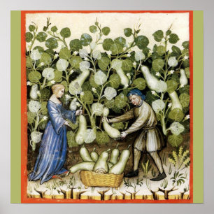 ANTIKER ERNTESQUASH POSTER