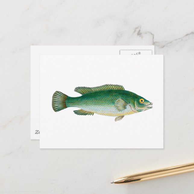 Antiker Fisch Postkarte (Vorderseite/Rückseite Beispiel)