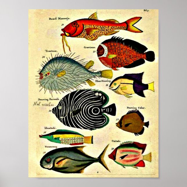 antiker Fischdruck Poster (Vorne)