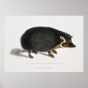 Antiker Igel Poster