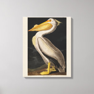 Antiker John James Audubon Weißer Pelikan Küste Leinwanddruck