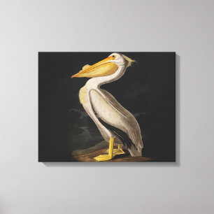 Antiker John James Audubon Weißer Pelikan Küste Leinwanddruck
