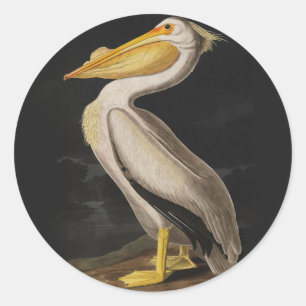 Antiker John James Audubon Weißer Pelikan Küste Runder Aufkleber