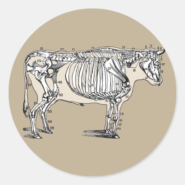 Antiker Kuh Skeleton Knochen Spaß Runder Aufkleber (Vorderseite)