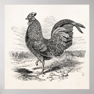Antiker Kulm-Hahn Huhn - Hühner Henne Poster