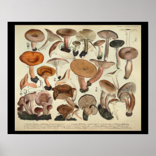 Antiker Orange-Braun-Druck Pilz Vielfalt 1831 Poster