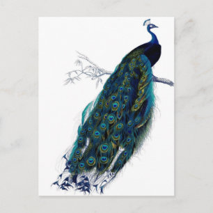 Antiker Pfau Postkarte