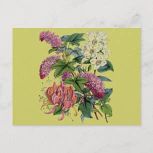 Antiker Rosa Weißer Viktorianischer Flora Botanisc Postkarte