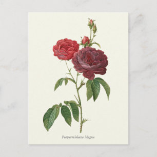 Antiker Roter Rosen Botanischer Druck Postkarte