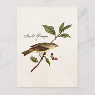 Antiker Scharlachtanager Singvogel Vögel 1800er Ja Postkarte