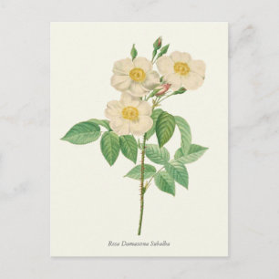 Antiker Weißer und Gelber Rosen Botanischer Druck Postkarte