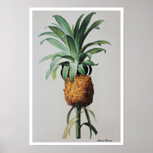 Antiker Zeichnend Ananas Comosus Poster