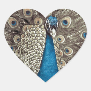 Antikes Blau Pfau Herz-Aufkleber