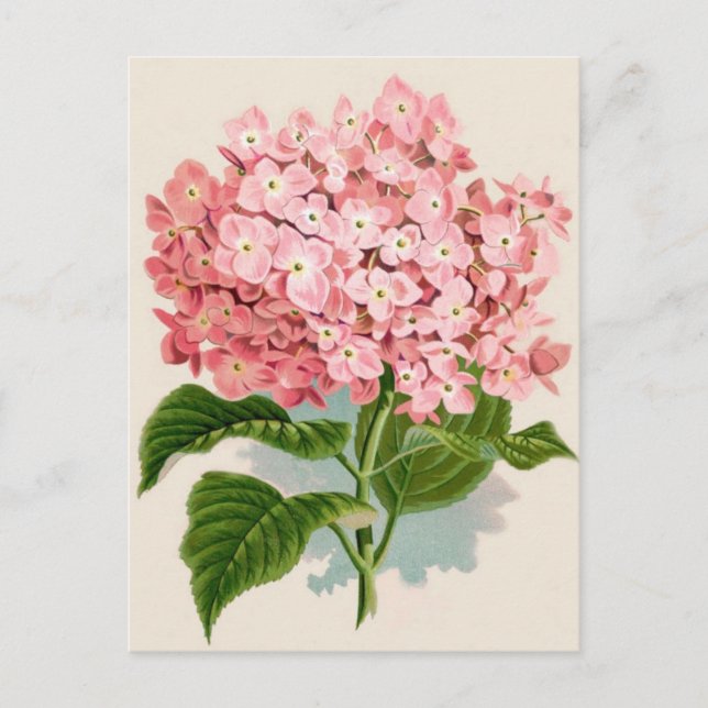 Antikes botanisch-romantisches rosa Hydrangea Postkarte (Vorderseite)