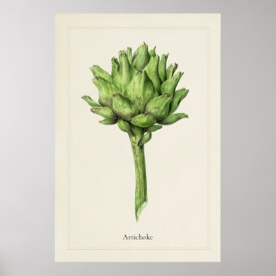 Antikes botanisches Artischockendruck Kunst Poster