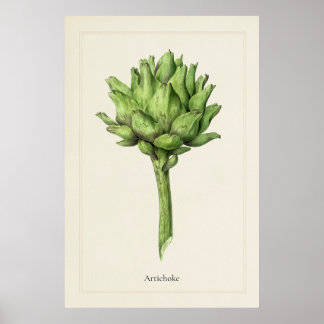 Antikes botanisches Artischockendruck Kunst  Poster
