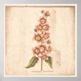 Antikes botanisches Plakat Campanula, Blütenblume