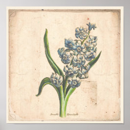 Antikes botanisches Plakat Hyakinth Blüten