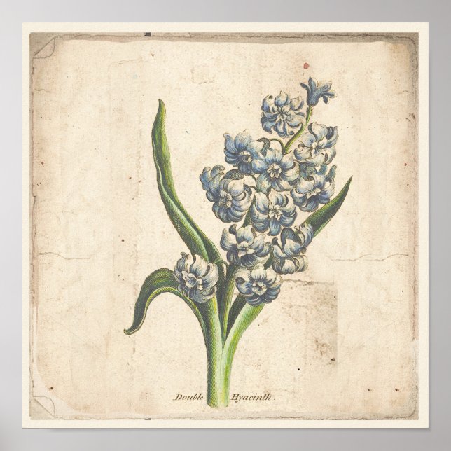 Antikes botanisches Plakat Hyakinth Blüten (Vorne)