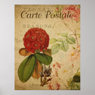 Antikes botanisches Poster - Rhododenron