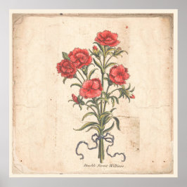 Antikes Botanisches Print Poster Sweet Williams