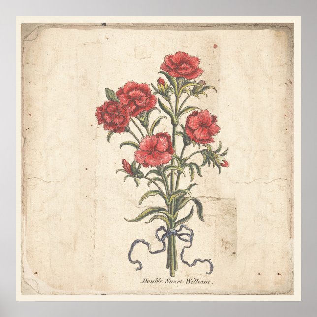 Antikes Botanisches Print Poster Sweet Williams (Vorne)