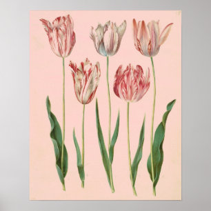 Antikes botanisches Tulpenposter, blassrosa Poster