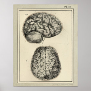 Antikes Druckwerk zur Hirnanatomie von 1831 Poster