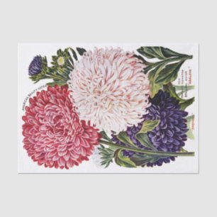 Antikes extravagantes Aster-Katalog-Seidenpapier Seidenpapier