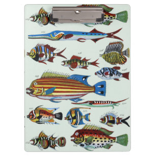 Antikes Farbige Exotische Fische Naturgeschichte D Klemmbrett