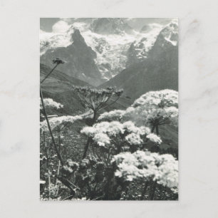 Antikes Frankreich, Chamonix "Mont Blanc" Postkarte